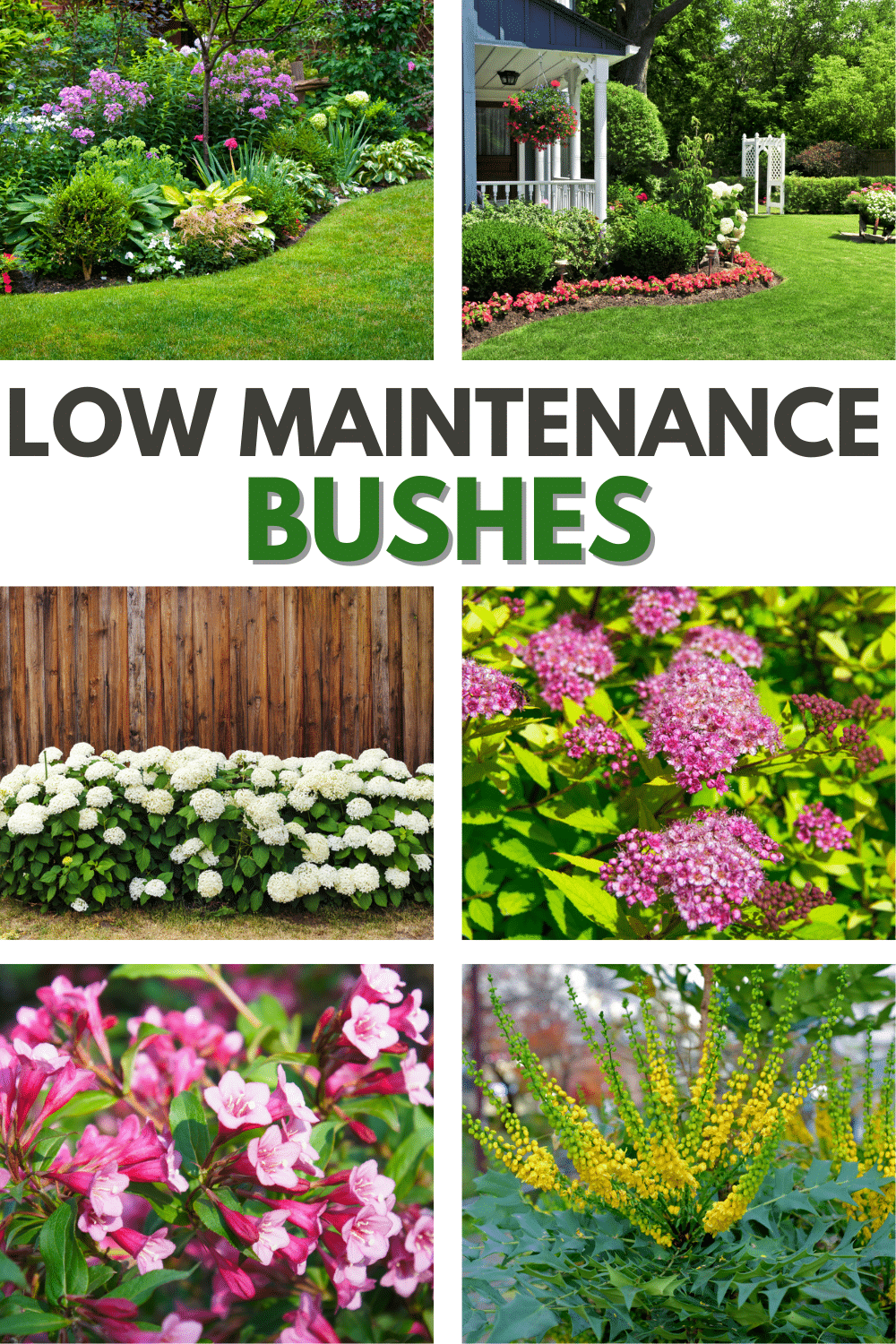 a collage of 6 images of bushes with flowers with title text reading Low Maintenance Bushes.