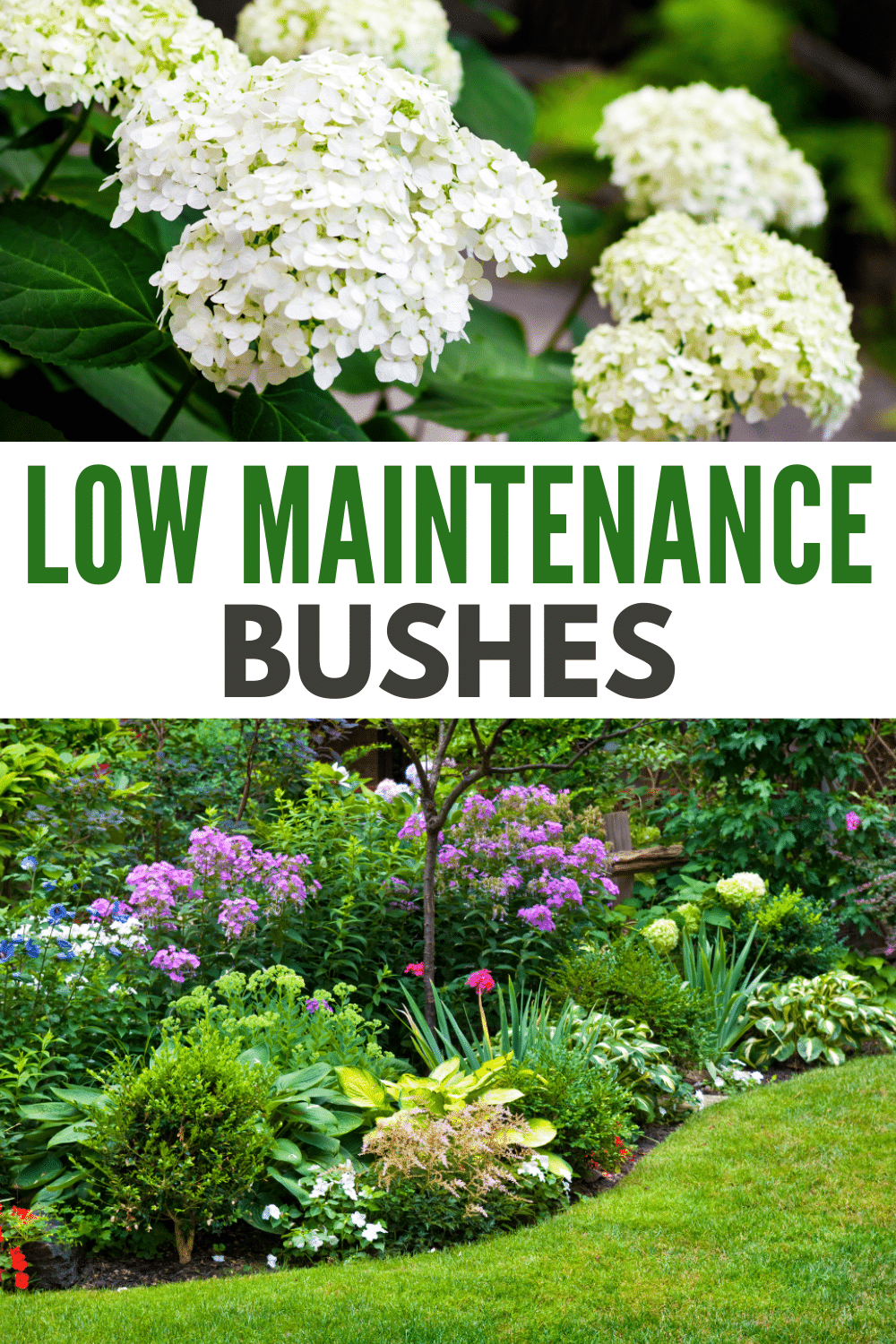 Low-maintenance bushes are some of the best ways to enhance the aesthetics of your yard without too much hassle. #lowmaintenancebushes #shrub #lowmaintenance #landscape #lowmaintenanceshrub via @wondermomwannab