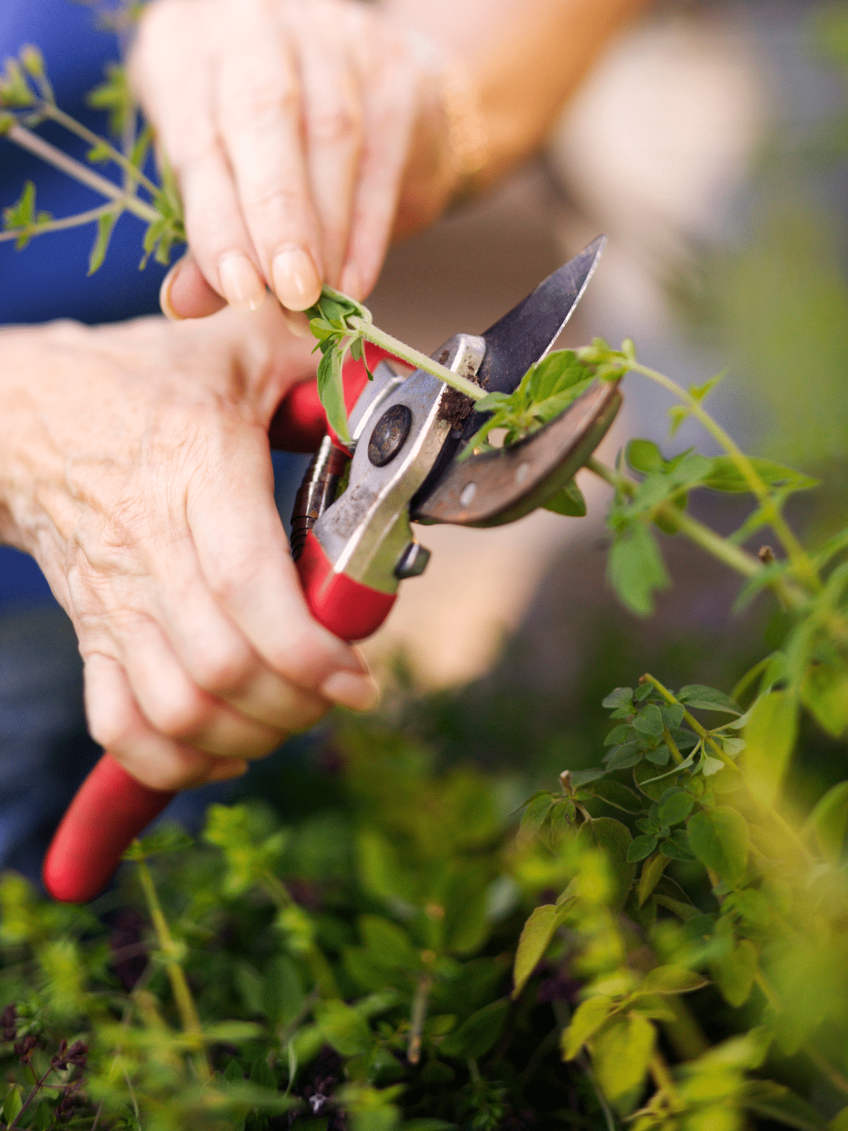 hands using pruners to trim a plant.