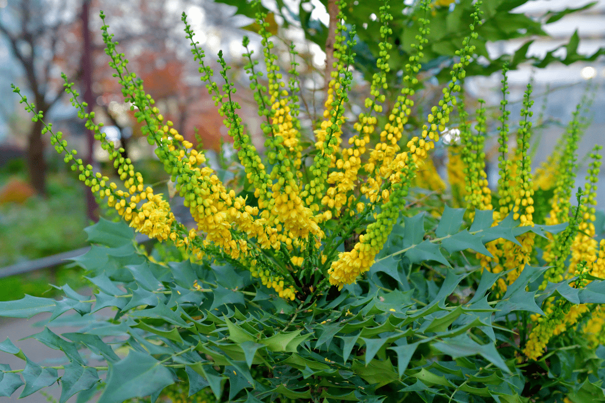 Marvel Mahonia with yellow flowers.