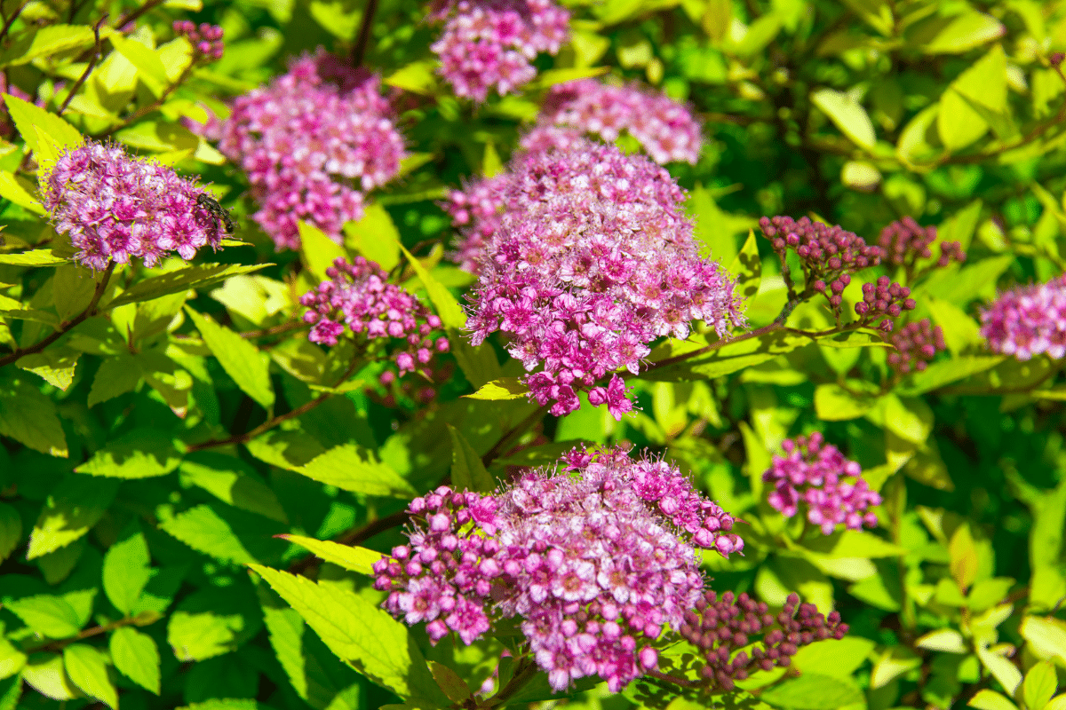 Japanese Spirea  with pink flowers.