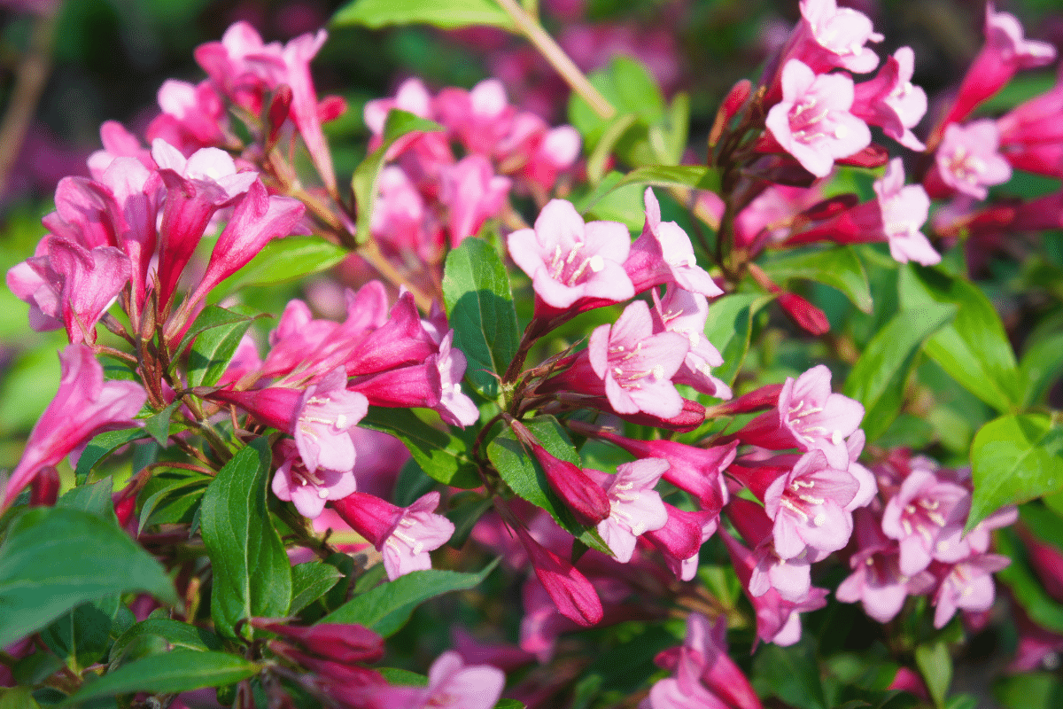 Weigela Florida  with pink flowers.