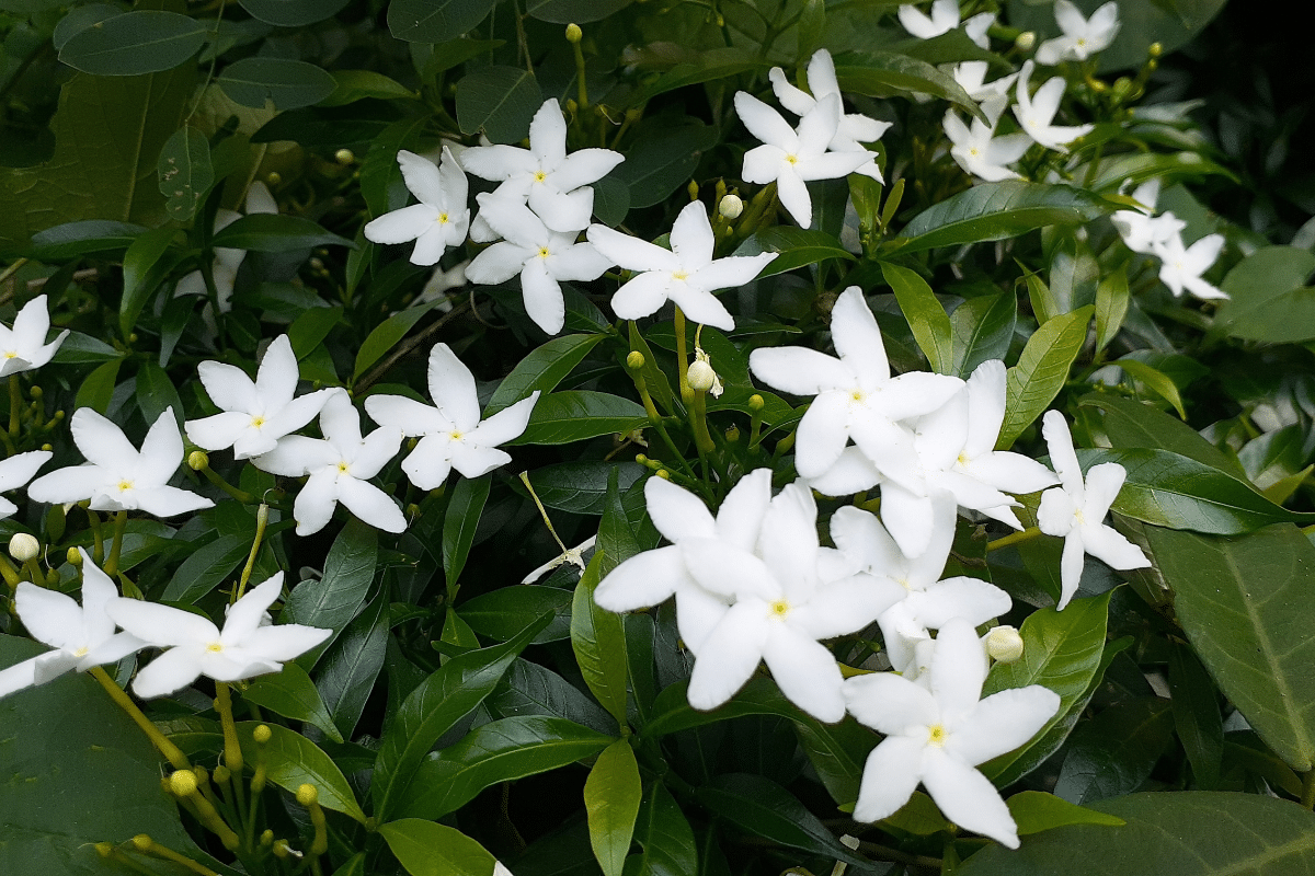 dwarf gardenia with white flowers.