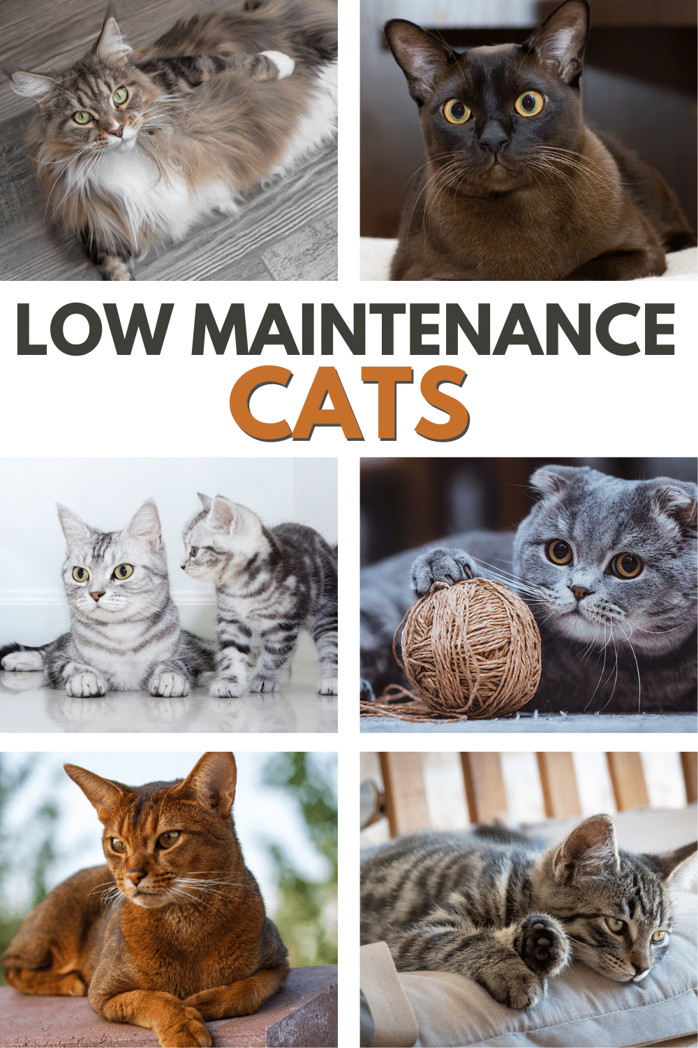 Low-maintenance cats are pets that even first-time pet owners can successfully raise.  If your kids want a cat, choose a low maintenance one. #lowmaintenancecats #lowmaintenance #catbreed #wanttogetacat #lowmaintenancepet via @wondermomwannab