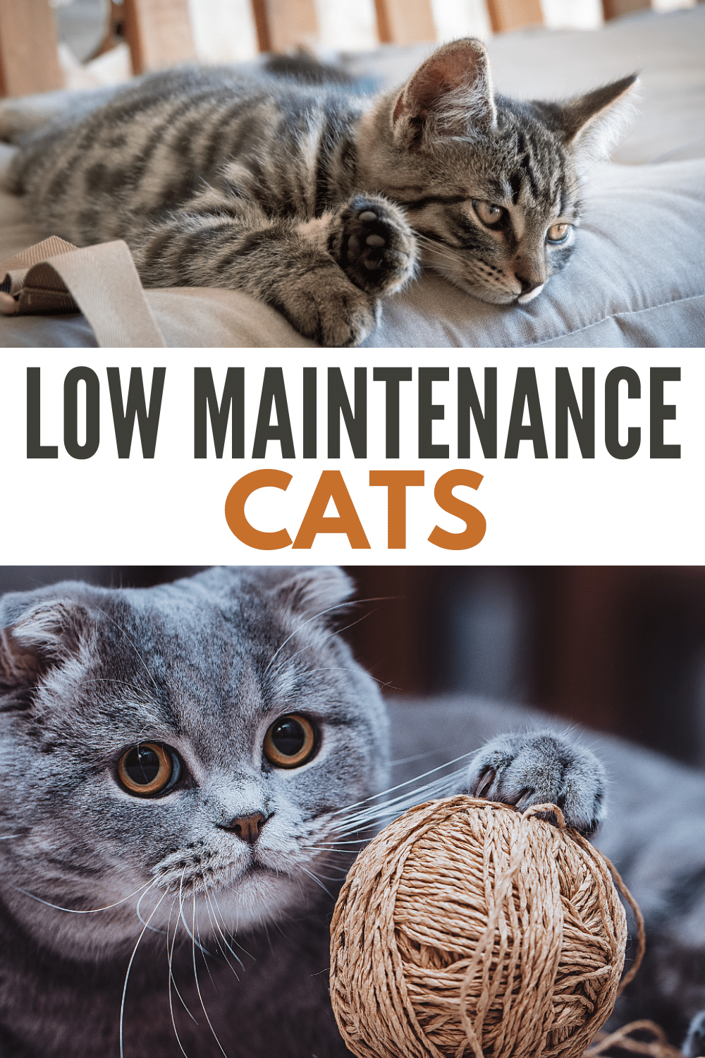 2 images of cats with title text in between reading Low Maintenance Cats.