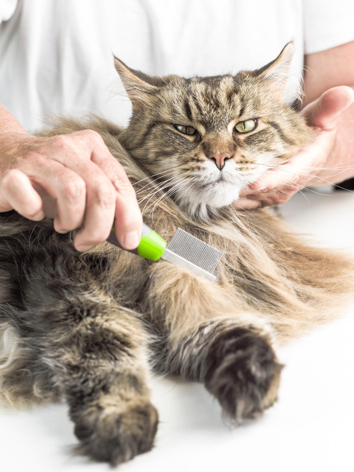 a person holding a brush and a cat.