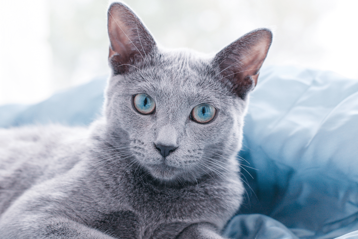 a Russian Blue cat laying on a blue blanket.