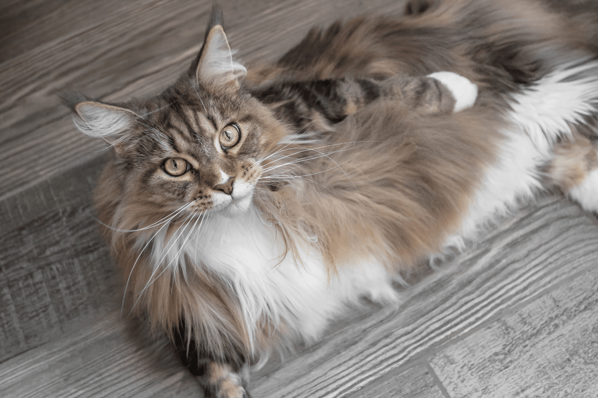 a Maine coon laying on a wood floor.