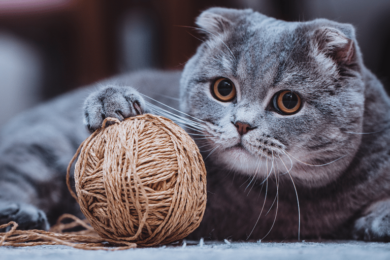 Best Low-Maintenance Cats For Your Home