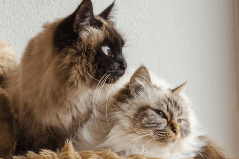 Best Low-Maintenance Cats For Your Home