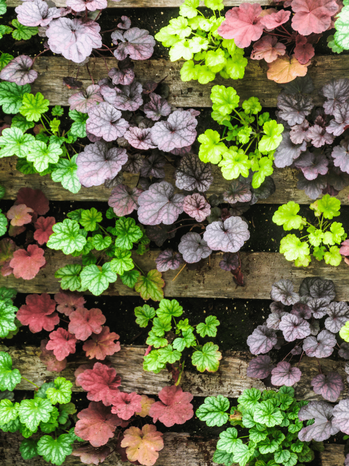 Coral Bells Foliage on a wooden pallet.