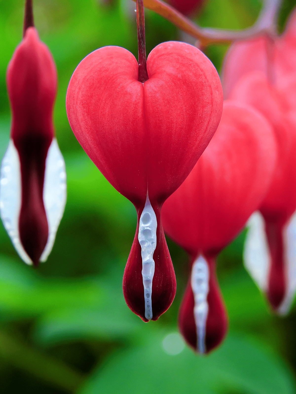 close up of a Blooming bleeding heart flower.