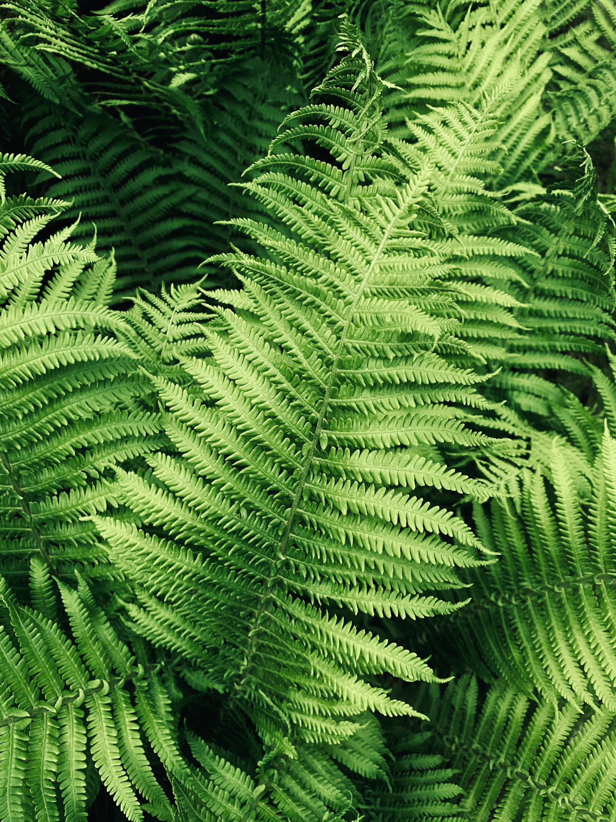 Green fern plant.