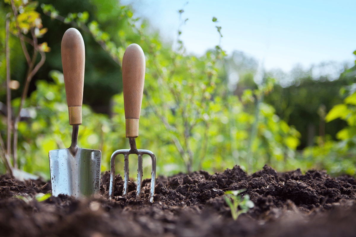 Gardening hand trowel and fork standing in garden soil.