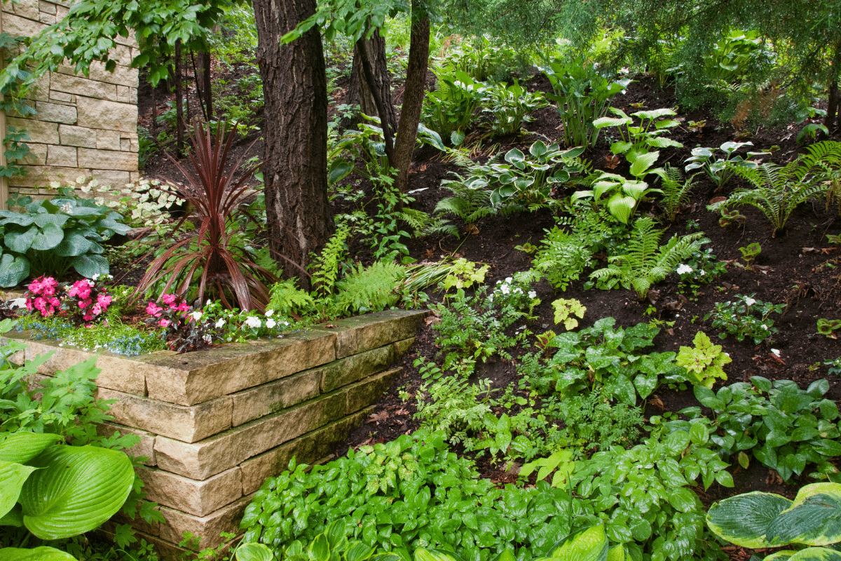 A variety of Low Maintenance Shade Plants growing in shade garden.