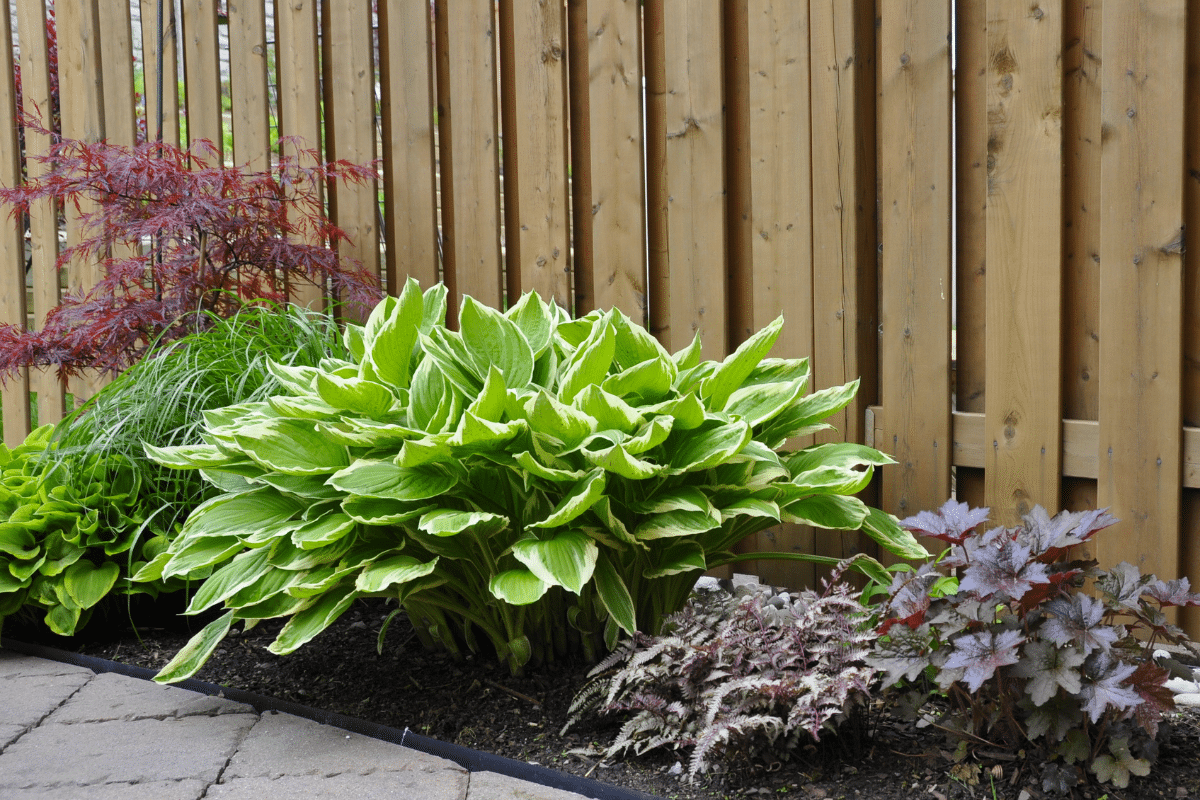Low Maintenance Shade Plants beside brown fence.