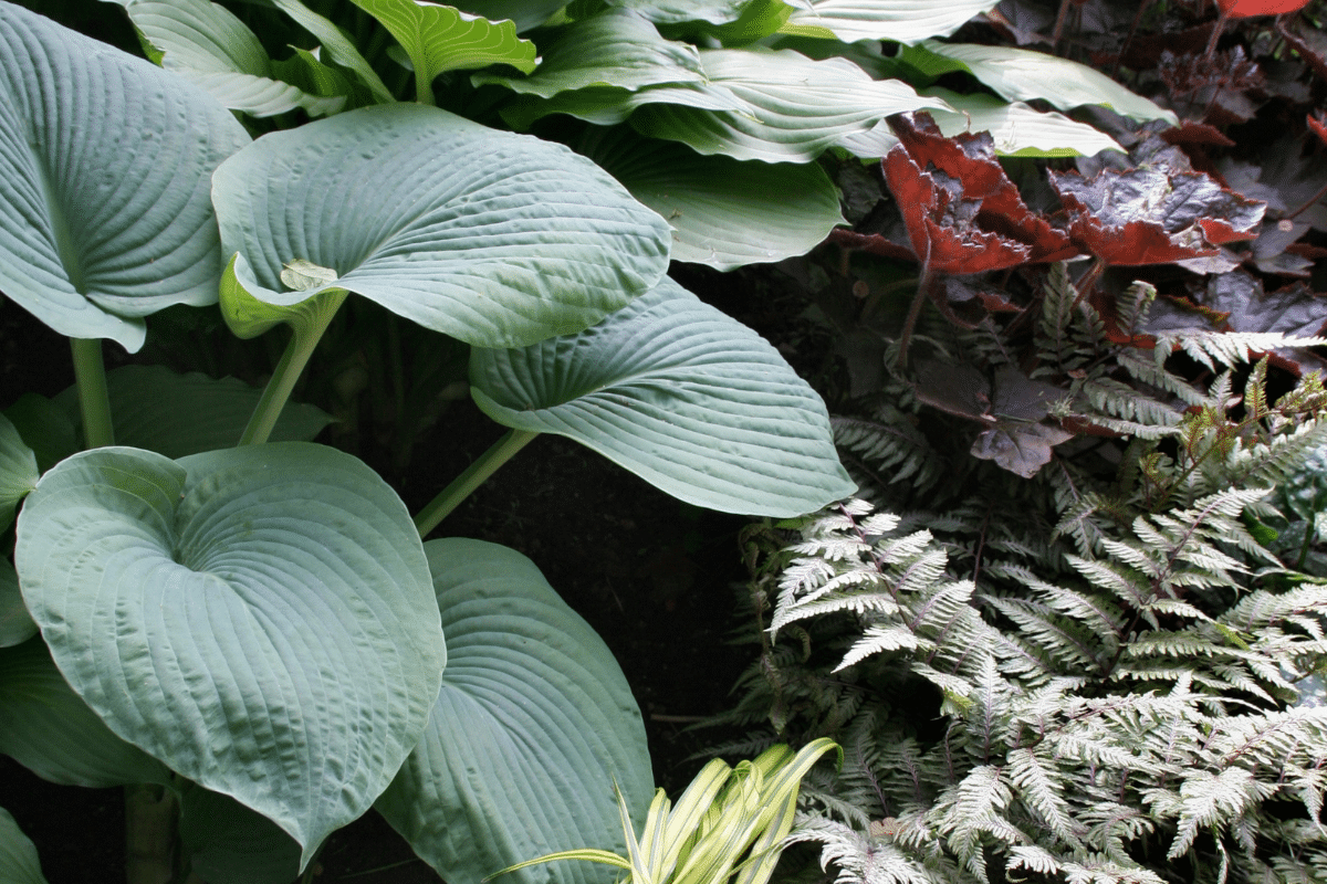 A variety of Low Maintenance Shade Plants growing in a shade garden.