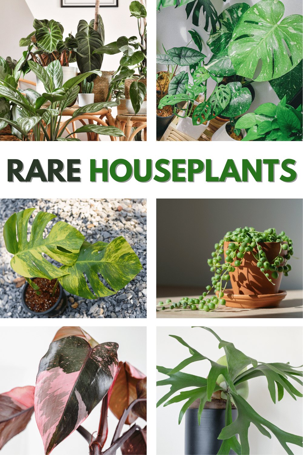 a collage of 6 images of Various rare houseplants with title text reading Rare Houseplants.
