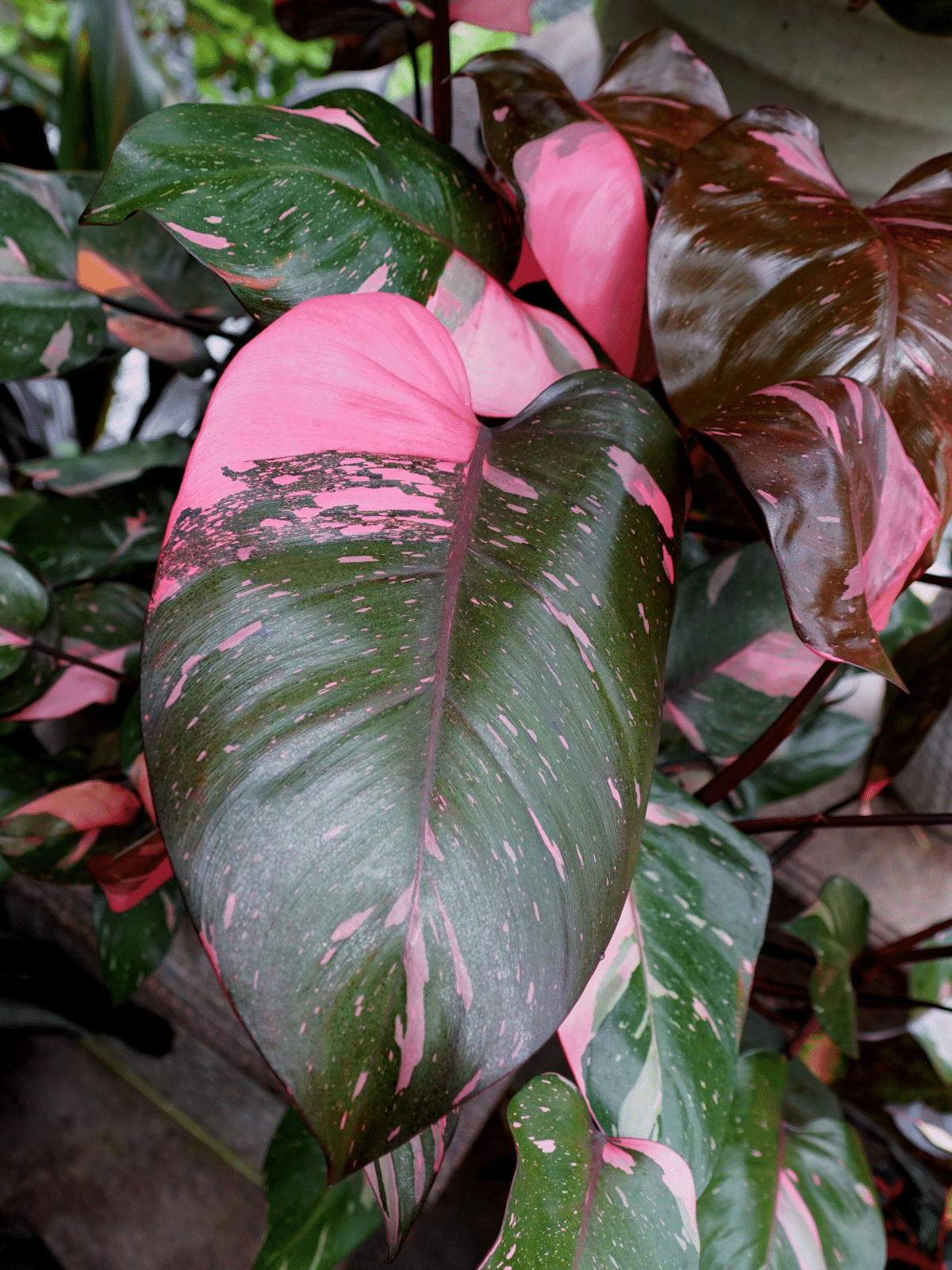 Close up view of Philodendron Pink Princess plant.