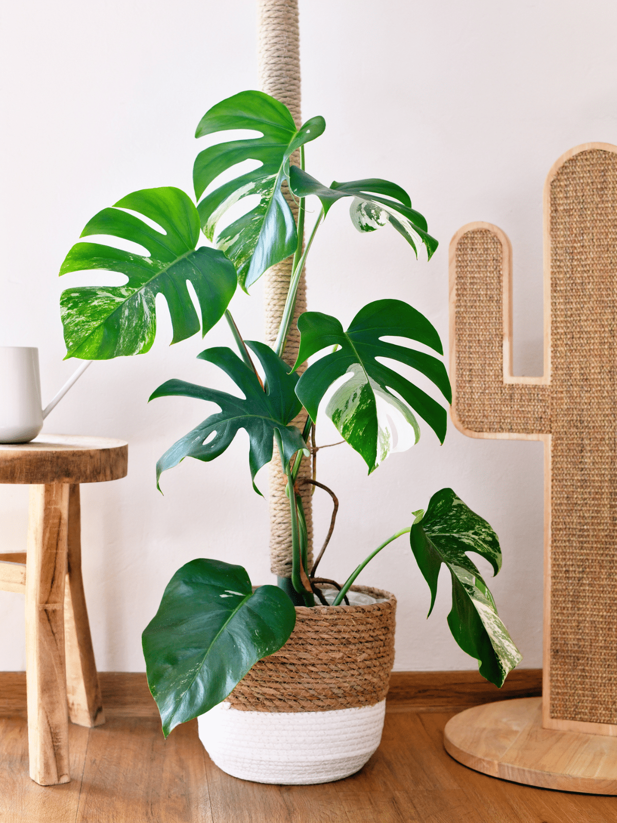 Monstera Variegata in an elegant pot, with wooden table on the side.