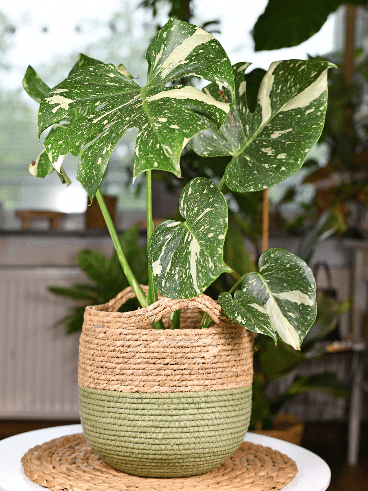 Rare variegated houseplant in a beautiful pot.