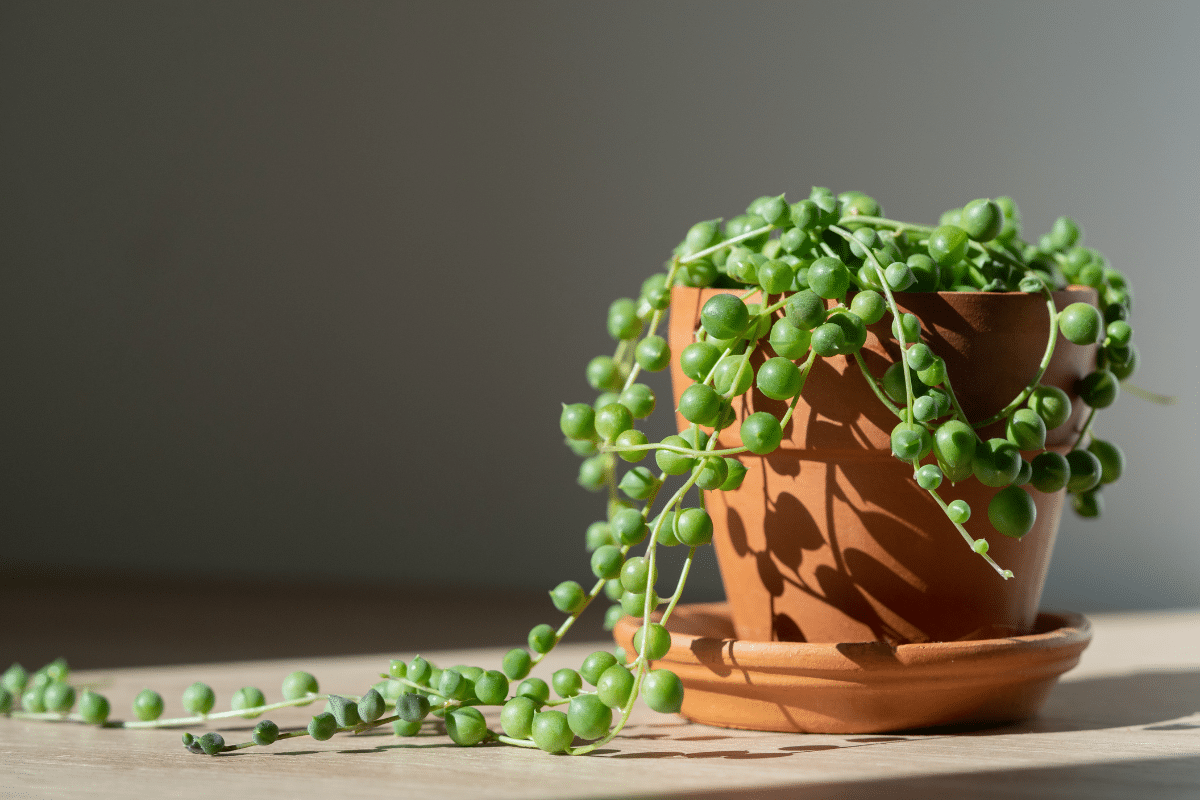 String of Pearls in a brown pot.