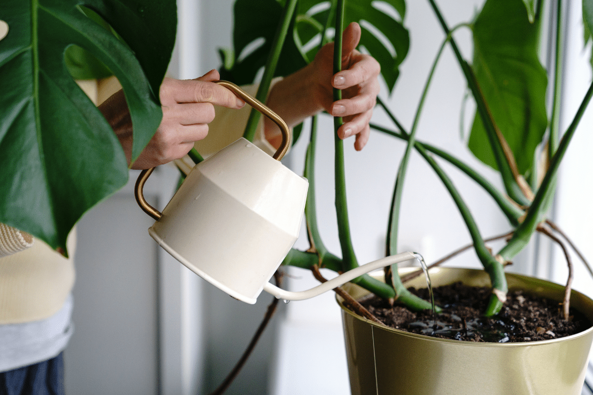 A woman watering the houseplant.