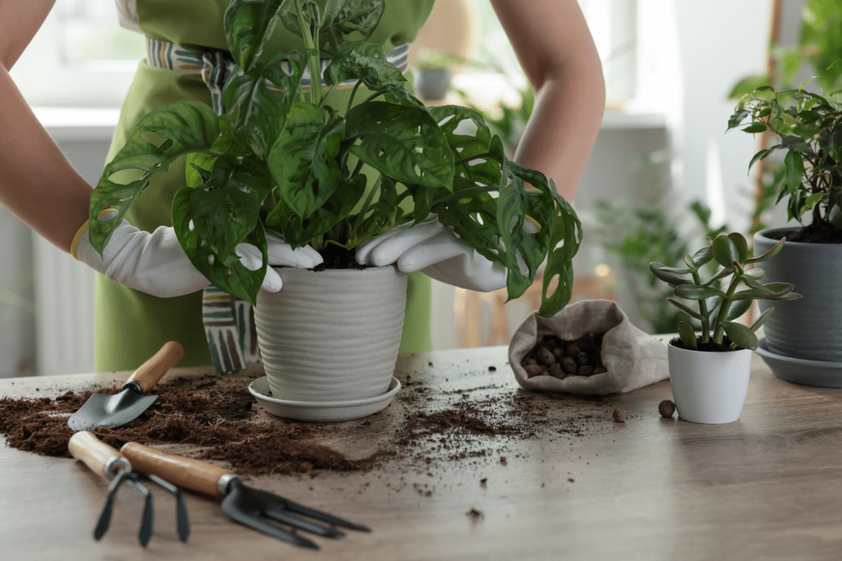 A woman repotting the houseplant in a white pot.