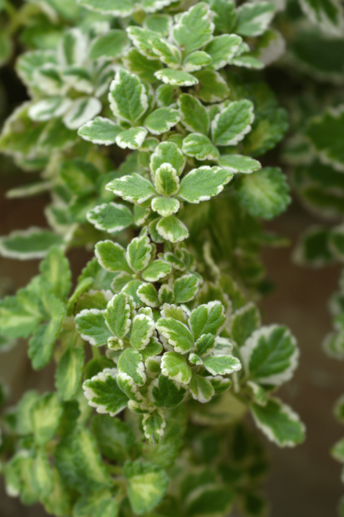 Close up view of Swedish Ivy Plant.