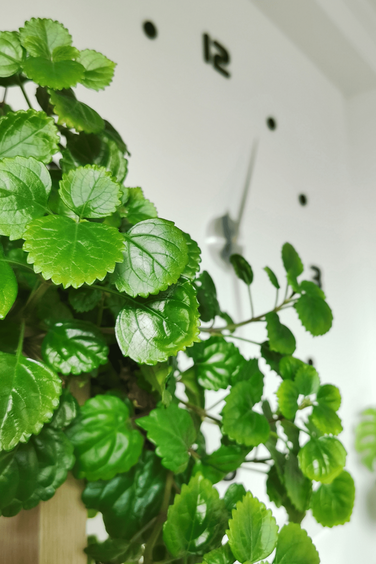 A vertical shot of Swedish Ivy plant against the wall.