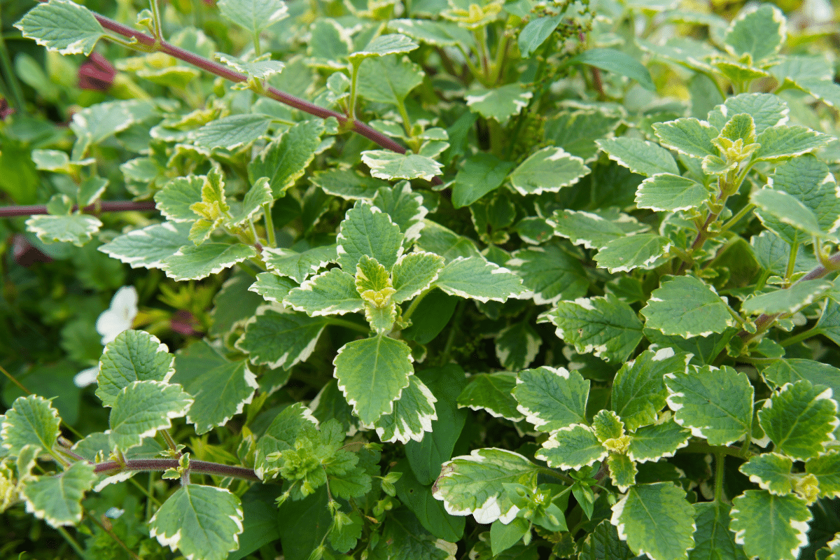 Close up view of Swedish Ivy plant.