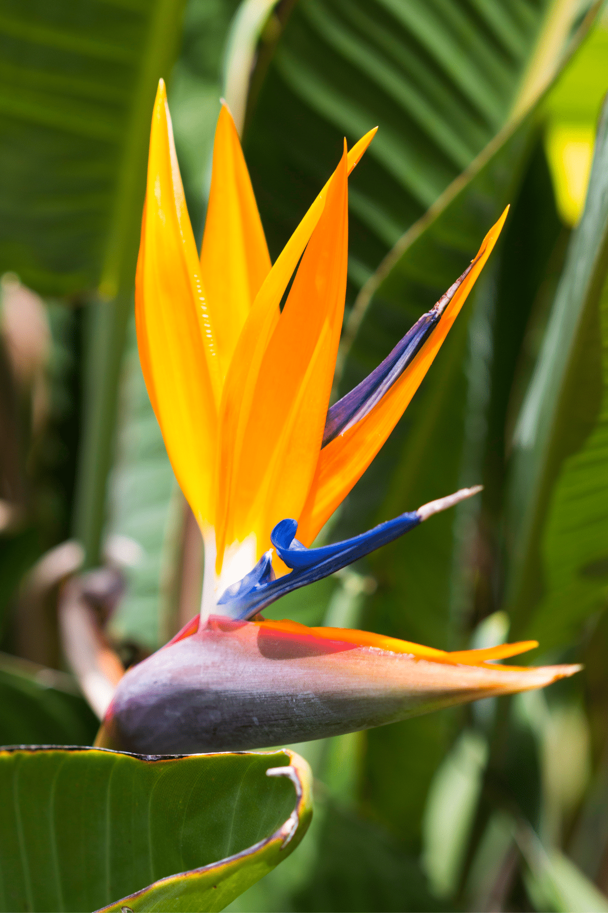 A close-up look at a Birds Of Paradise plant.