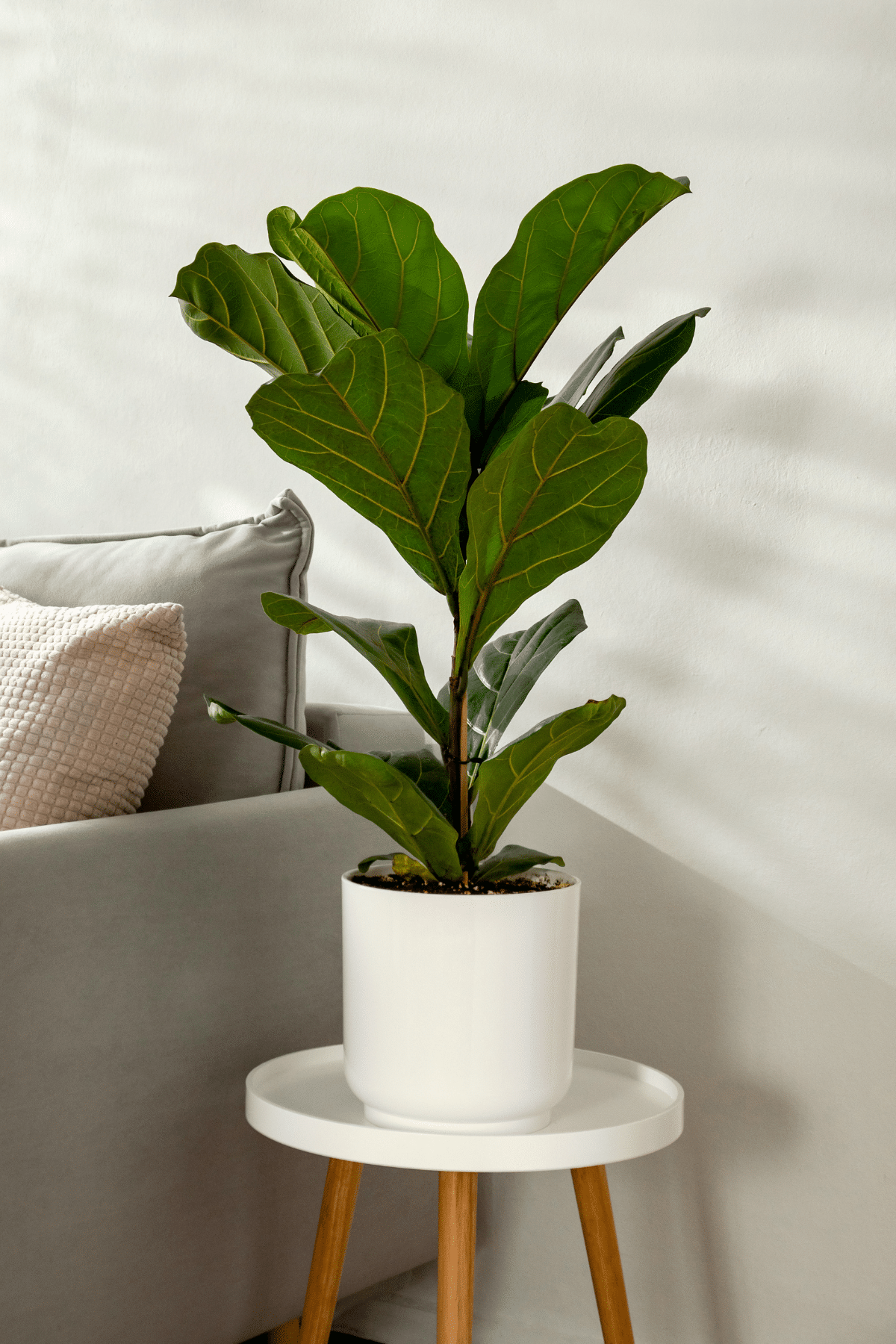 Fiddle Leaf Fig plant in a white pot on a white table, with sofa on the side.