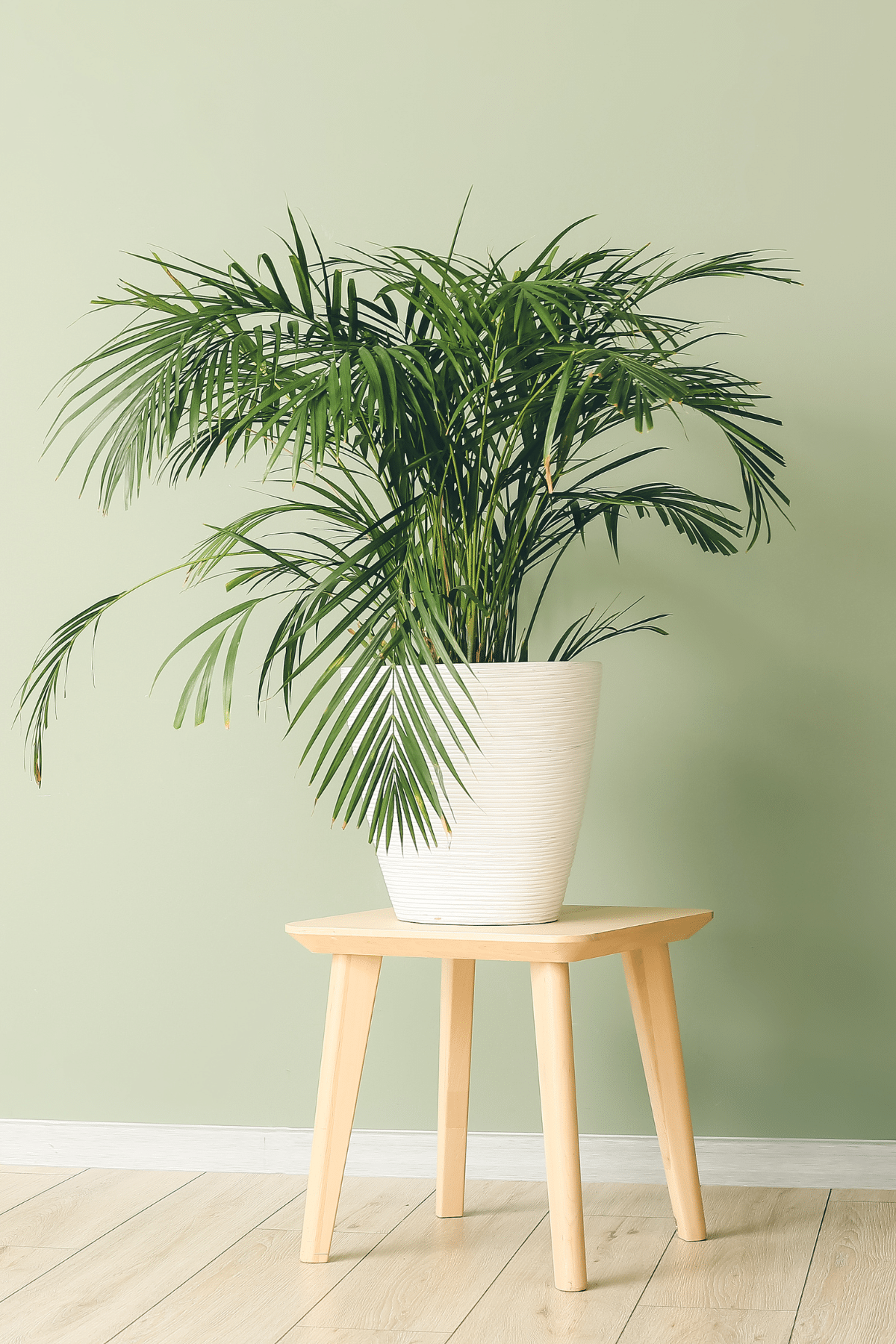 Green palm in white pot on a wooden table.
