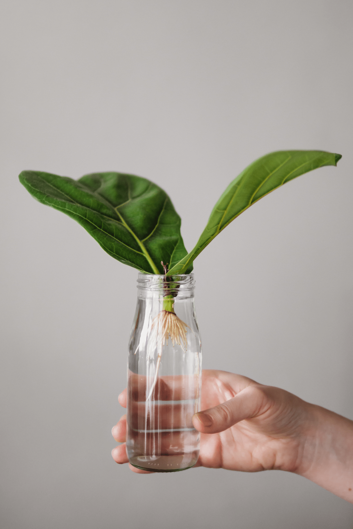 A hand holding glass bottle with water and two rooted cuttings of  Fiddle Leaf Fig.