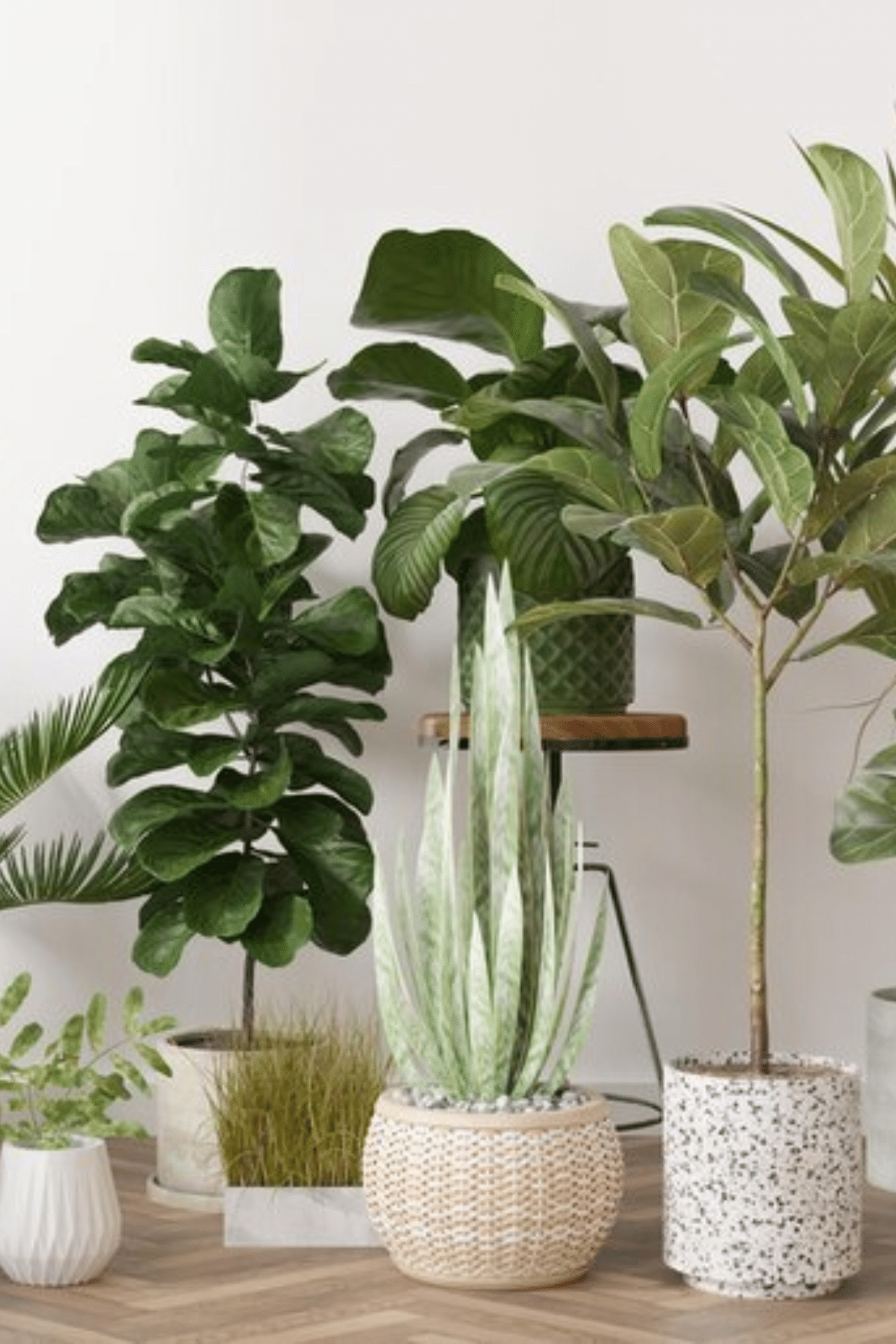 Various tropical house plants in modern stylish pots.