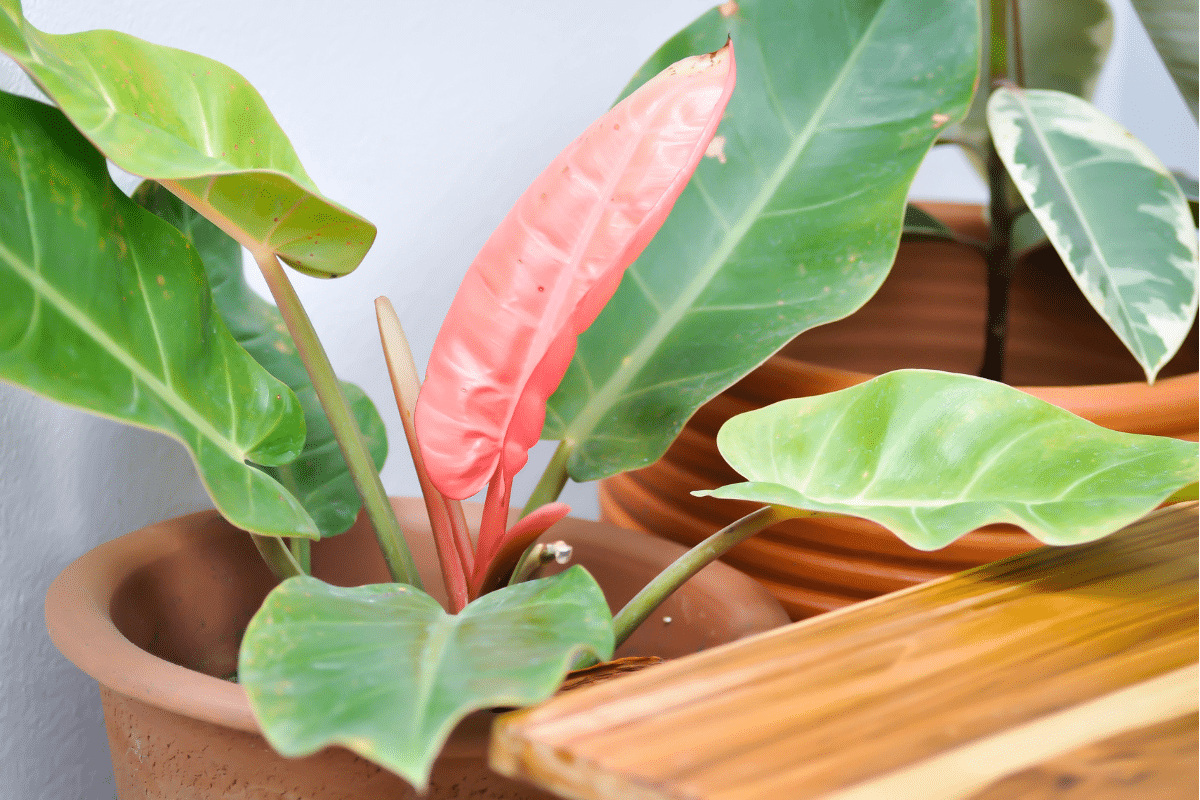 Philodendron “Prince Of Orange”  in a brown pot.