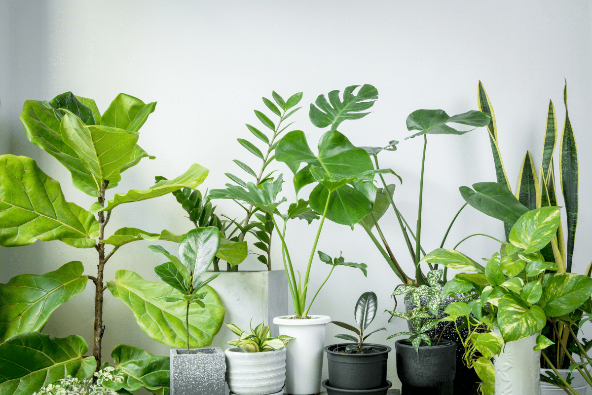 Various tropical house plants in modern stylish pots.