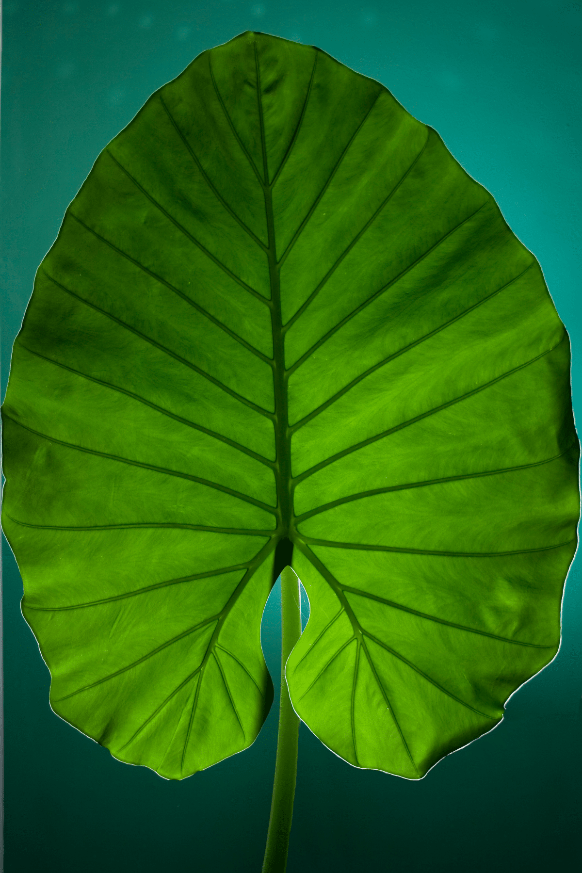 Close up view of Alocasia Odora leaf.