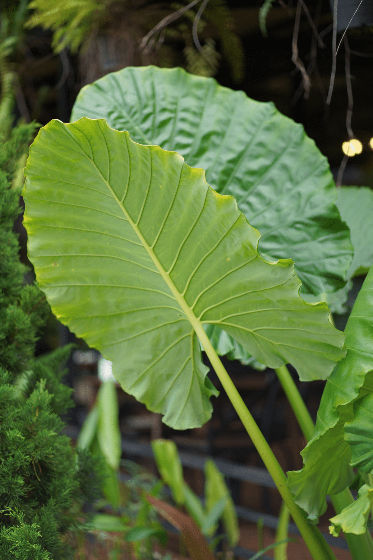 Close up view of tall Alocasia Odora plants.