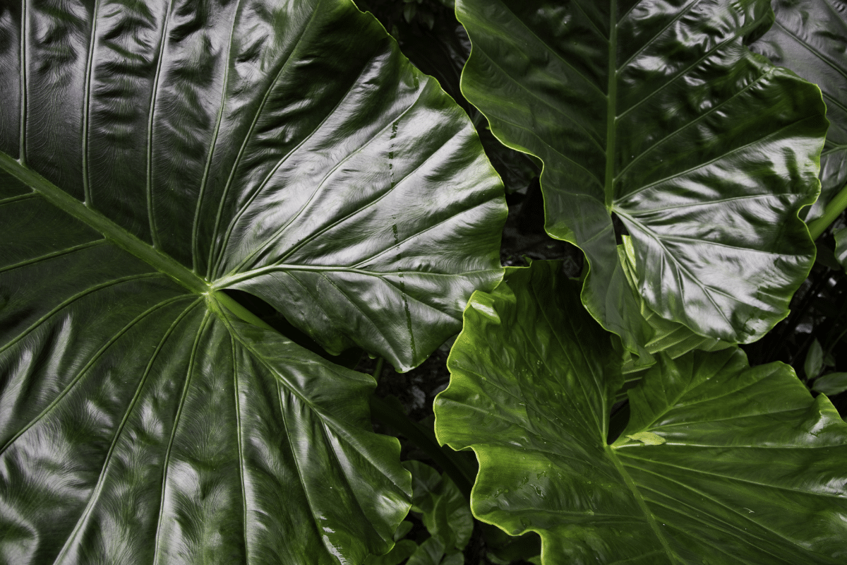 Close up view of Alocasia Odora plants.