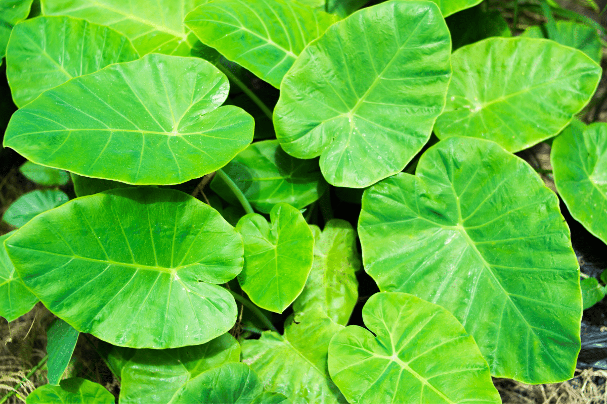 Alocasia Odora plants.