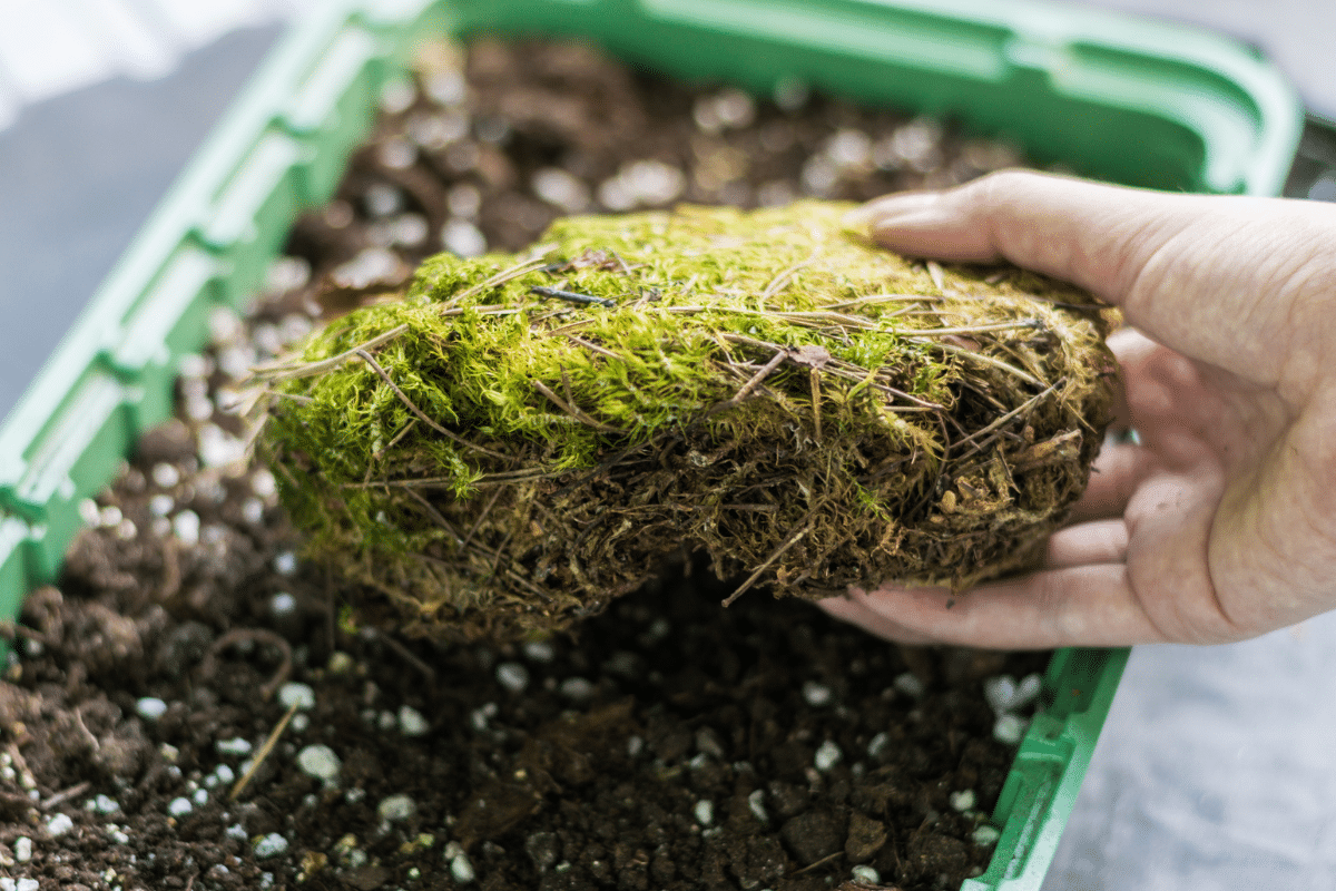 A woman holding sphagnum moss, with a pot full of soil.