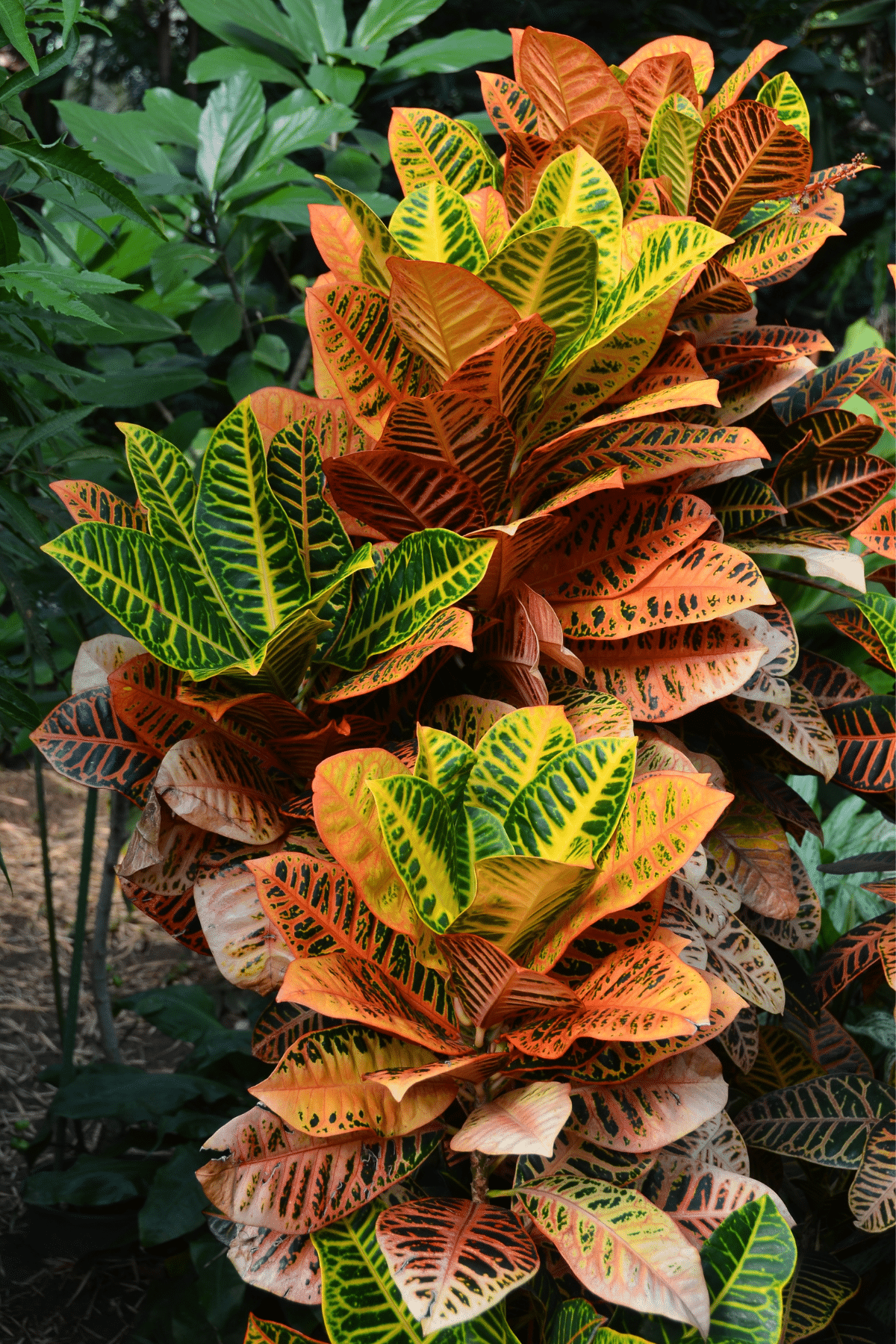 Close-up view of Croton Petra in the garden.