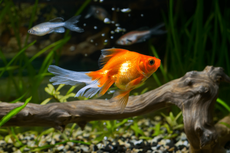 Best Low Maintenance Fish for Beginner Aquariums