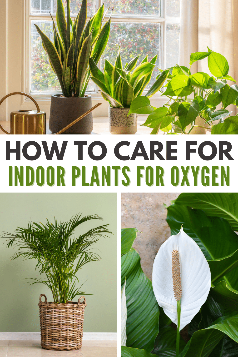 Indoor plants for oxygen images with title text How to Care for Indoor Plants for Oxygen.