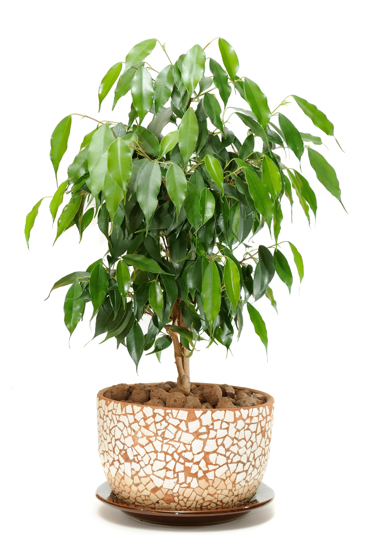 Weeping Fig in a beautiful pot.