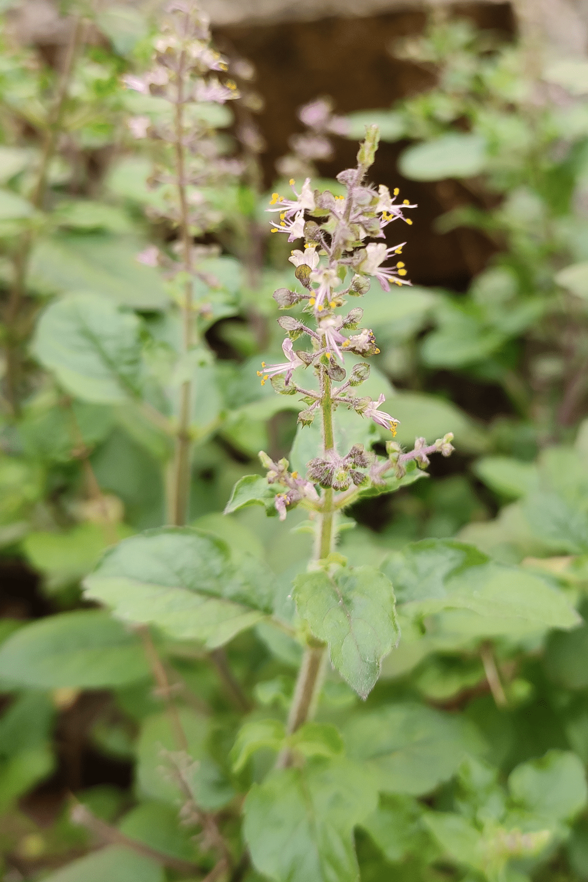 Close-up view of Tulsi plant.