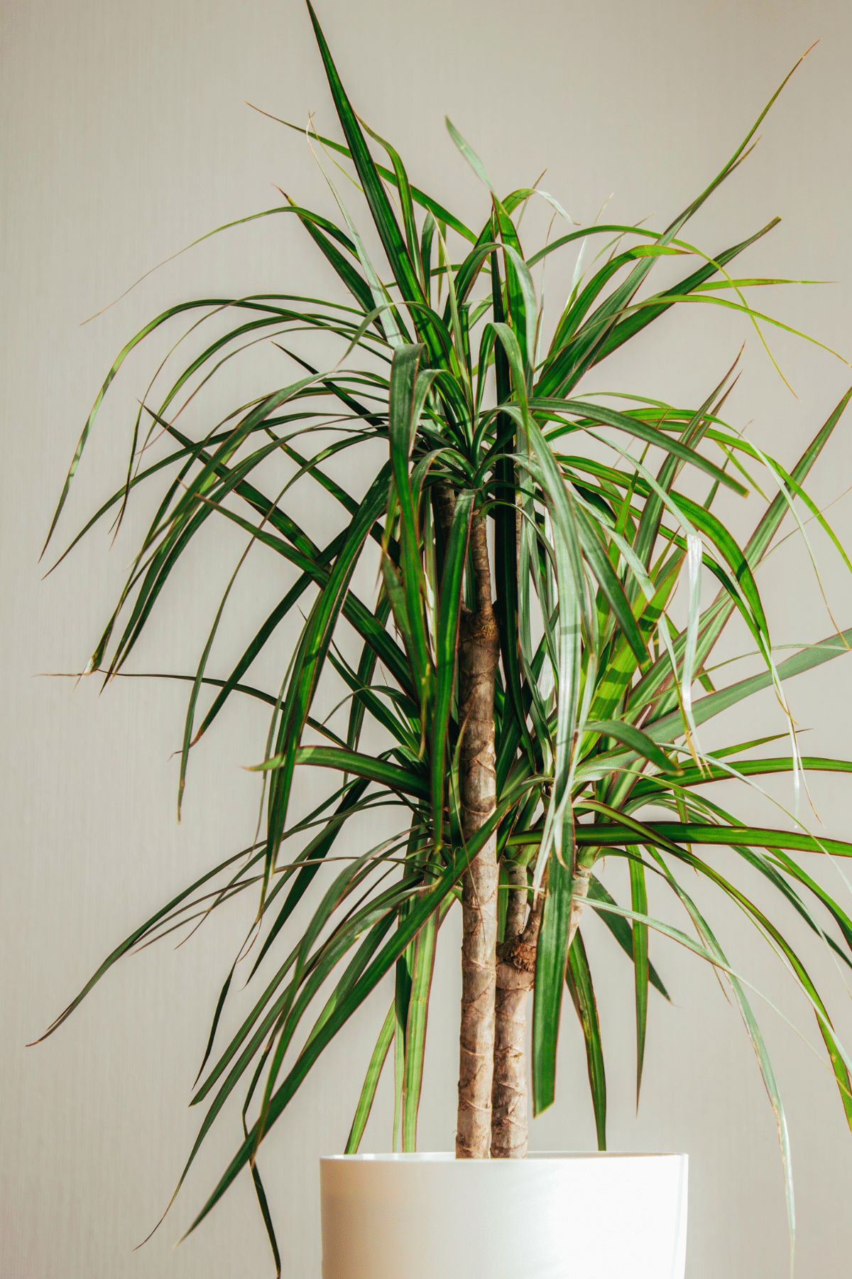 Close-up view of Madagascar Dragon Tree (Dracaena marginata) in a white pot.