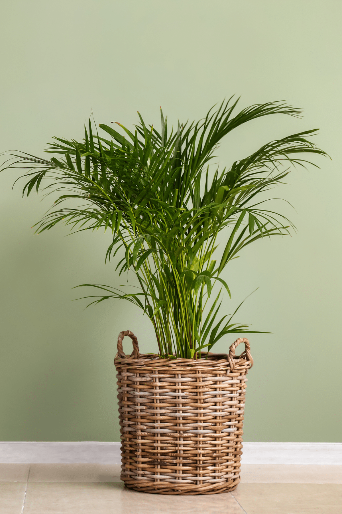 Close-up view of Areca Palm in a pot.